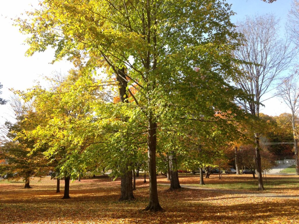 American Beech Tree