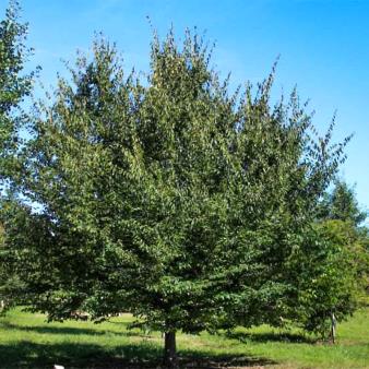 American-Hornbeam-Tree