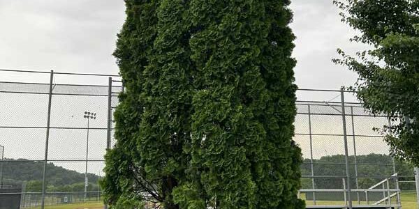 Arborvitae Full Arborvitae Full