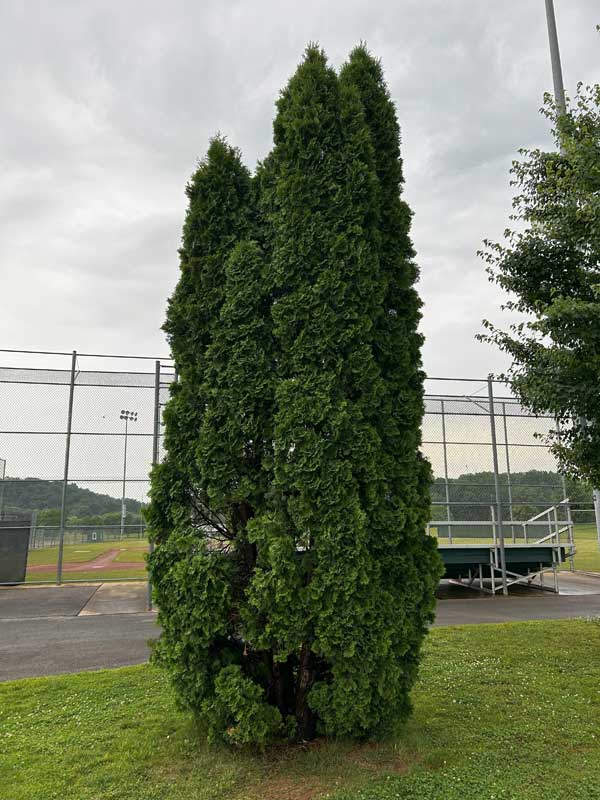Arborvitae Full Arborvitae Full