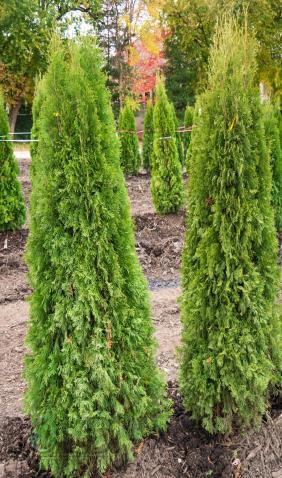 Arborvitae-Tree