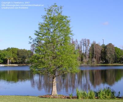 Bald-Cypress-Tree