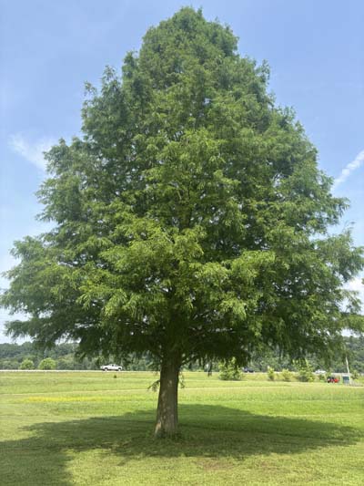 Bald Cypress Tree Bald Cypress Tree