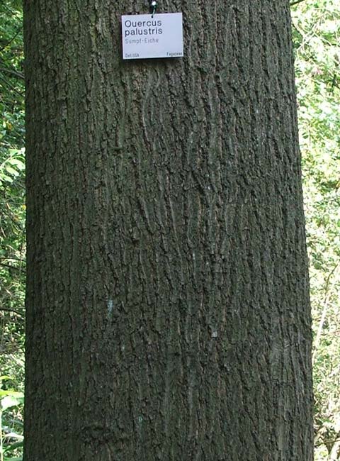 pin oak bark