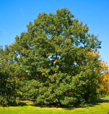 Black-Oak-Tree