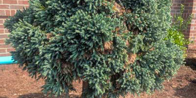 Blue Star Juniper Blue Star Juniper