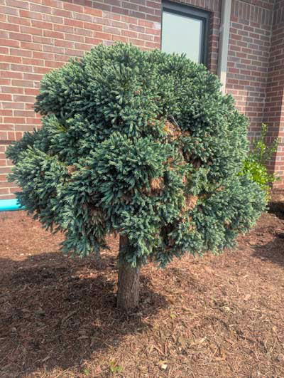 Blue Star Juniper Blue Star Juniper
