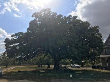 Bur oak is named for the characteristic fringed cup around its acorn. Bur oak offers large, beautiful leaves and acorns. During winter, it fully reveals its rough, gray bark. The massive root system of the bur oak is said to be a mirror reflection of the trunk and branch system above ground.
