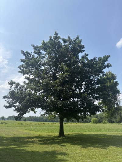 Bur Oak Bur Oak