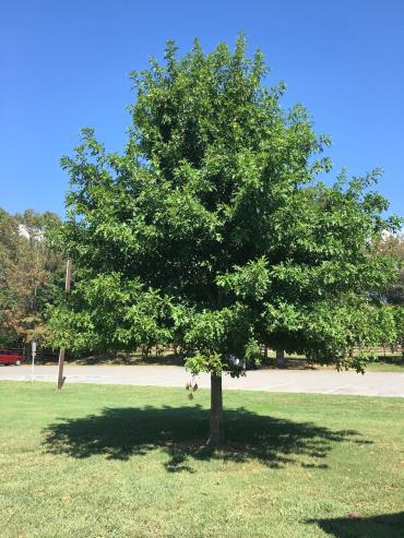 Cherrybark-Oak-Tree