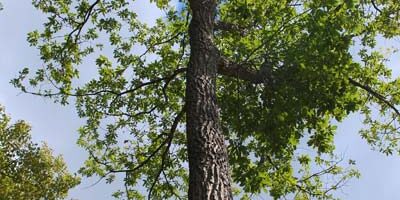 Chestnut Oak Tree Chestnut Oak Tree