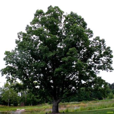 Chinkapin-Oak-Tree