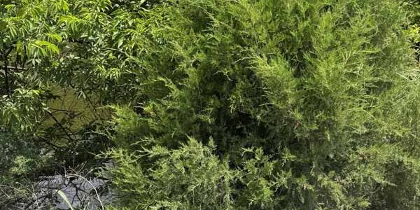 Eastern Red Cedar Tree Eastern Red Cedar Tree