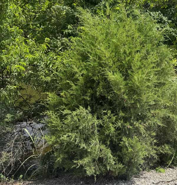 Eastern Red Cedar Tree