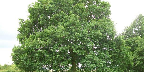 English Oak Tree