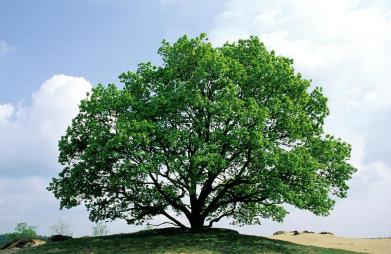 The ruling majesty of the woods, the wise old English oak holds a special place in our culture, history, and hearts. It supports more life than any other native tree species in the UK; even its fallen leaves support biodiversity.