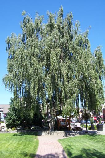 European-Birch-Tree