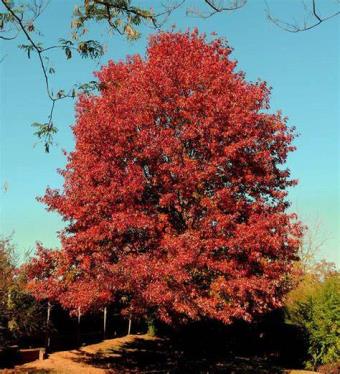 Northern-Red-Oak-Tree