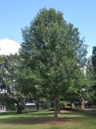It gets its common name from the distinctive bur-like acorn cup that typically encloses 2/3 to almost all of the nut. This renders it buoyant in flood areas. Birds and small mammals eat the acorns. The overcup oak has smaller acorns and slightly smaller leaves than the similar Bur Oak.