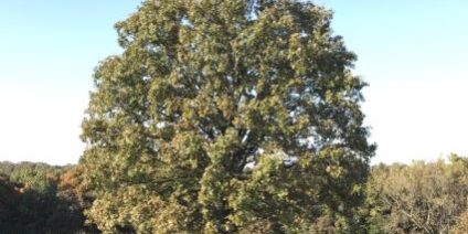 Post-Oak-Tree