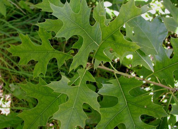pin oak leaves