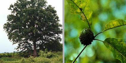 overcup oak
