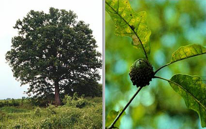 overcup oak