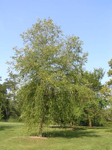 River-Birch-Tree