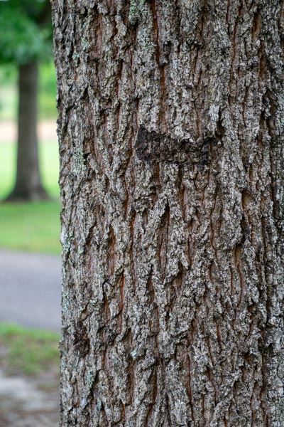 Sawtooth Oak Bark