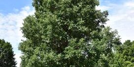 Swamp-White-Oak-Tree