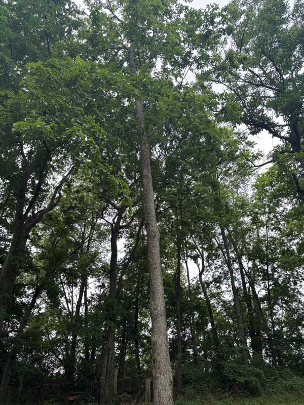 American Beech Tree american beech tree