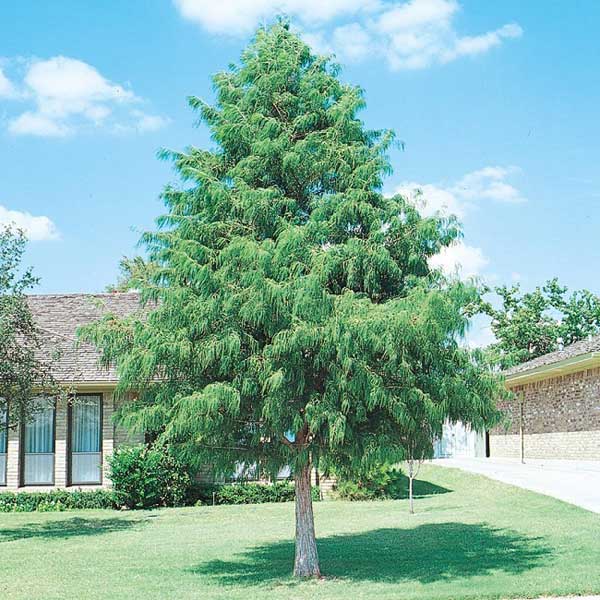 bald cypress