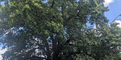 pin oak BGP