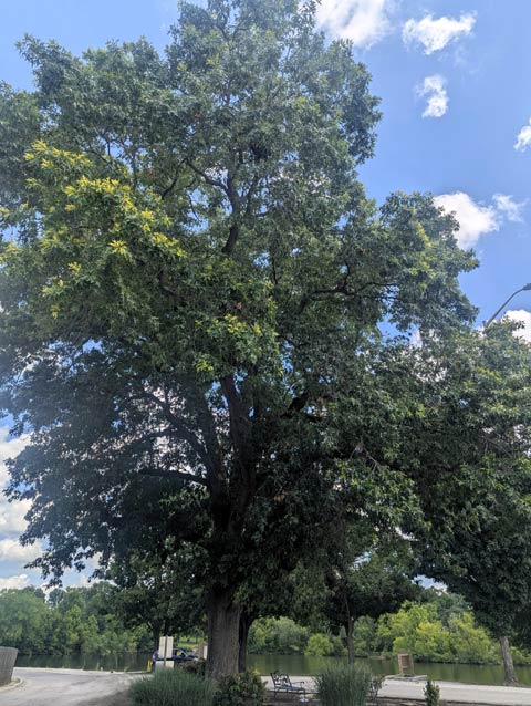 pin oak BGP