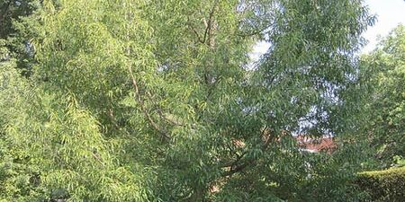 sawtooth oak