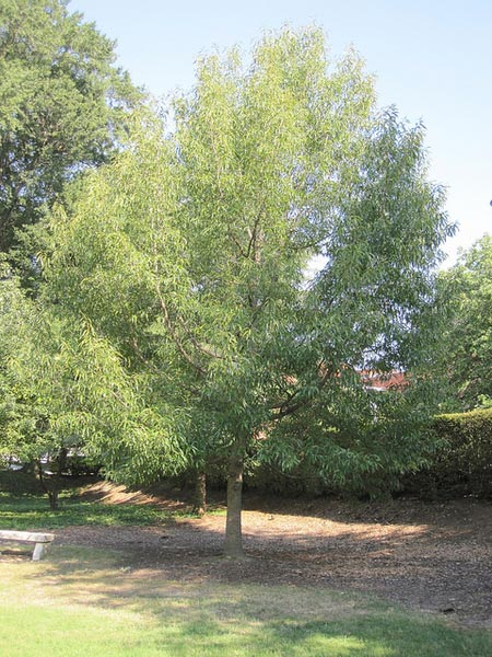 sawtooth oak