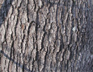 Acer bark