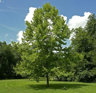 American-Sycamore-Tree