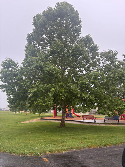 American Sycamore American Sycamore