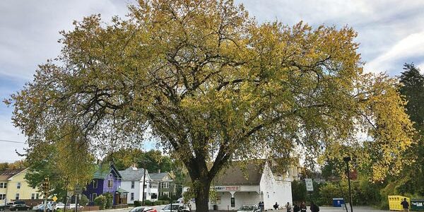 American Elm Tree American Elm Tree