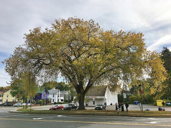 American Elm Tree American Elm Tree