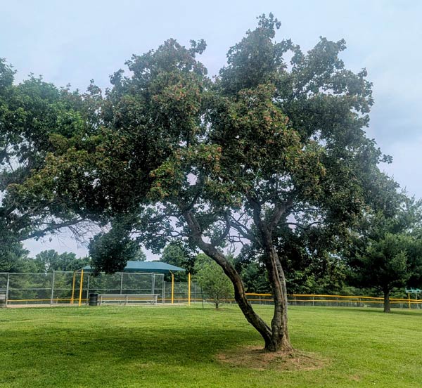 Amur Tree
