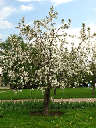 Apple-Tree