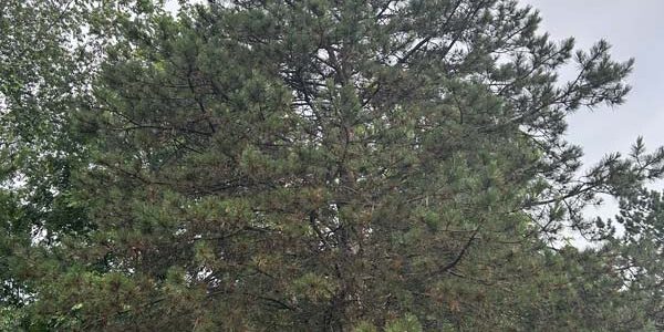 Austrian Black Pine Austrian Black Pine