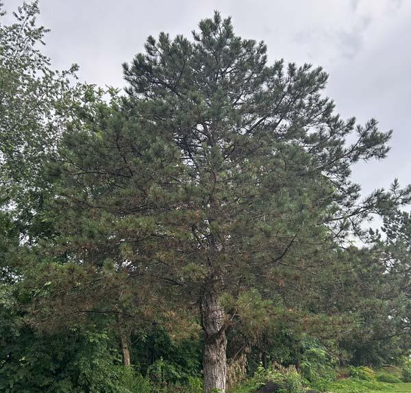 Austrian Black Pine