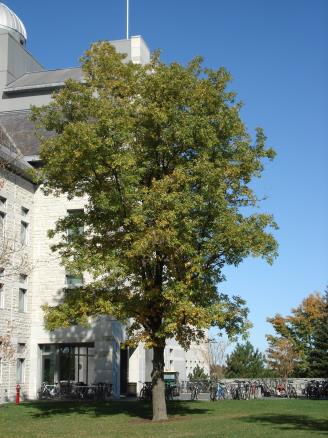 It has large, compound leaves, a 1 inch, four-part nut, and yellow fall color. The gray-green bark has tight narrow ridges which become scaly on older bark. The bright yellow terminal buds are showy in winter. The alternate, compound leaves have 7 to 11 lance-shaped leaflets.
