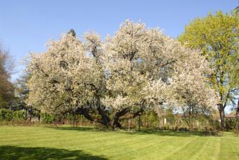 Black-Cherry-Tree