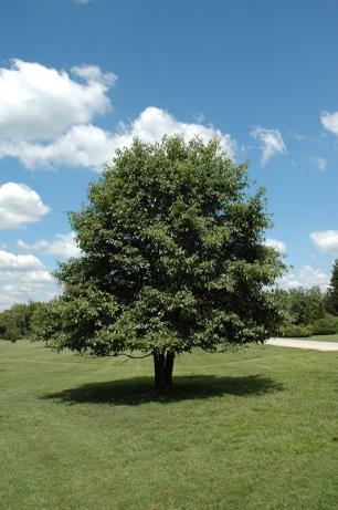 From waxy spring foliage and brilliant fall color to beautiful winter form, the black gum shows great ornamental value. It has unique, thick bark that is arranged in six-sided plates. Flowers are small and insignificant.