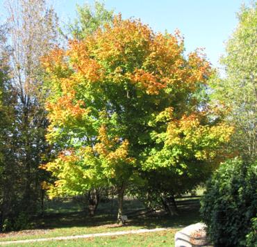 Black Maple is a large deciduous tree in the Sapindaceae (soapberry) family native to Eastern and Central USA. It differs from A. saccharum (sugar maple) by having darker bark, leafy stipules at the base of leaf stems and leaves that are 3-lobed and a darker green. This maple species has green leaves with three or five lobes, deeply grooved bark, and clusters of yellowish-green flowers.