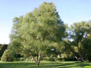 Black-Willow-Tree